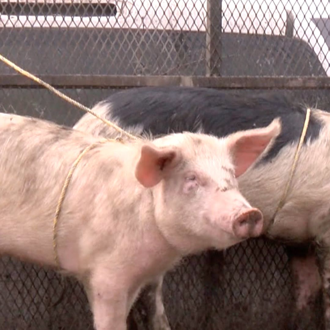 Confirman Caso de Gusano Barrenador en Cerdo en Cruillas, Tamaulipas